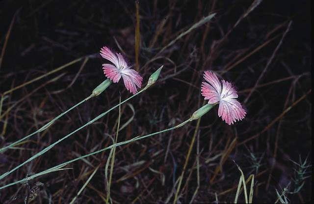 Dianthus strictus - Wild Pink, Upright Pink, ציפורן נקוד, ציפורן נקוד