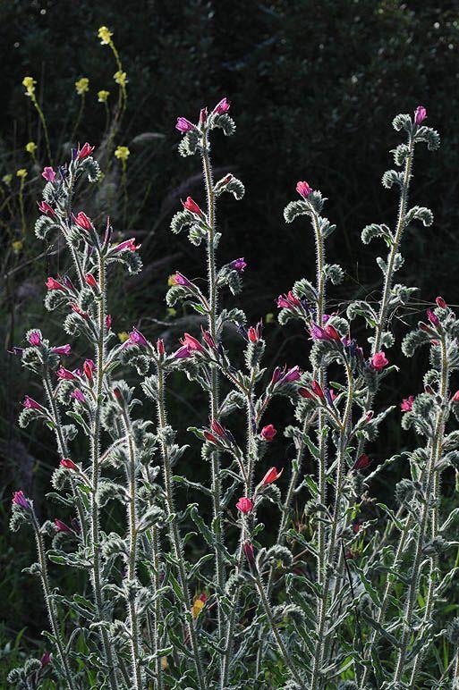 Echium angustifolium - Hispid Viper's Bugloss, Narrow-leaved Bugloss, Narrow-leaved Viper's Bugloss , עכנאי שרוע, עכנאי שרוע
