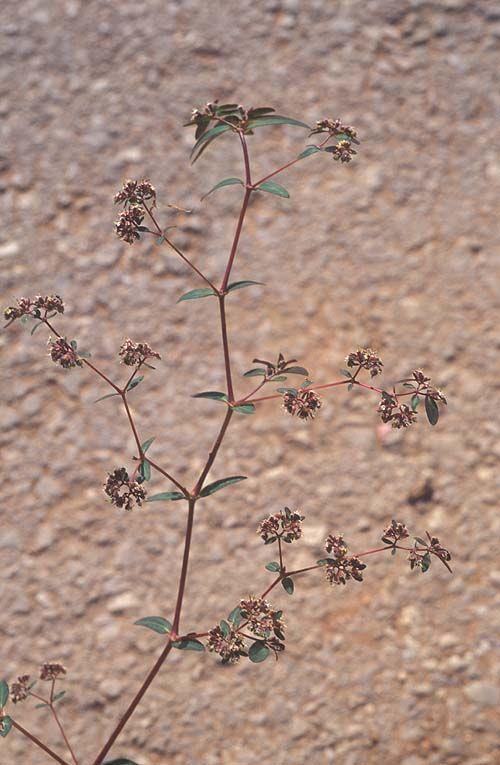 Euphorbia lasiocarpa - Roadside Sandmat, חלבלוב שעיר-פרי, חלבלוב שעיר-פרי