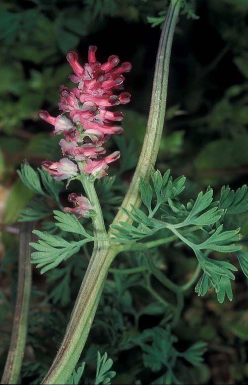 Fumaria densiflora - Dense-flowered Fumitory, עשנן צפוף, עשנן צפוף