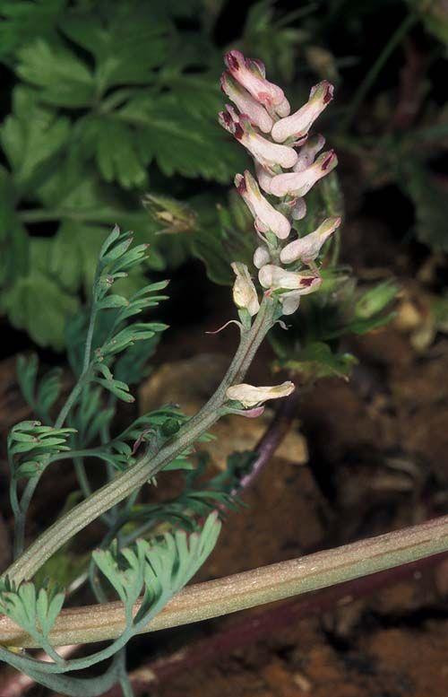 Fumaria parviflora - Small-flowered Fumitory, Fineleaf Fumitory, Indian Fumitory, עשנן קטן, עשנן קטן