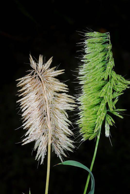 Lamarckia aurea - Golden Top Grass, Golden Lamarckia, Golden Dog's Tail, משערת זהובה