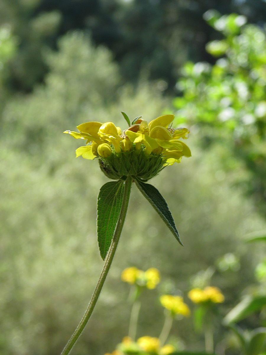 Phlomis fruticosa - Great Jerusalem Sage, שלהבית שיחנית, שלהבית     שיחנית, שלהבית שיחנית