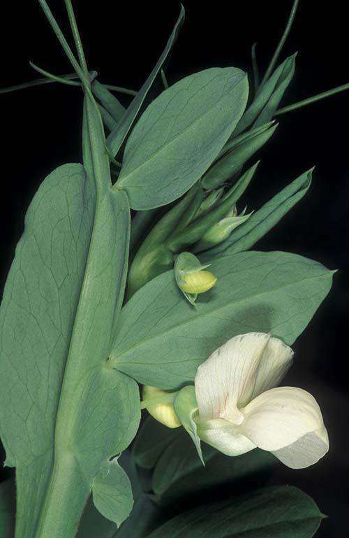 Lathyrus ochrus - Winged Vetchling, Cyprus Vetch, Pale Pea, Yellow Pea, טופח גדול, טופח גדול