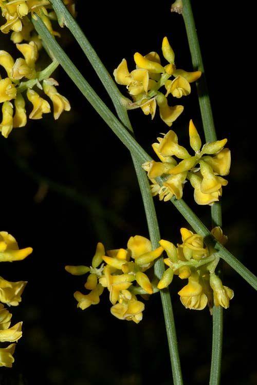 Retama sphaerocarpa - yellow Mediterranean Broom, רותם עגול-פרי, רותם עגול-פרי