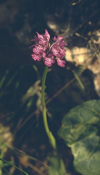 Neotinea tridentata - Three-toothed Orchid, סחלב שלוש-השיניים, נאוטינאה שלוש-שיניים, סחלב שלוש-שניים, סחלב שלושת-השיניים