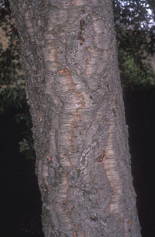 Quercus suber - Cork Oak, אלון השעם, אלון השעם