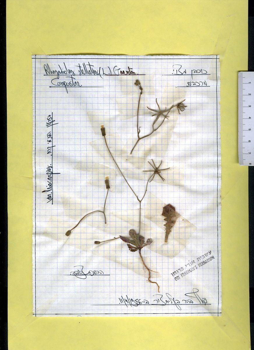 Rhagadiolus stellatus - Star Hawkbit, Endive Daisy, Stellate Hawkbit, Nipplewort Hedypnois, כוכבן מצוי