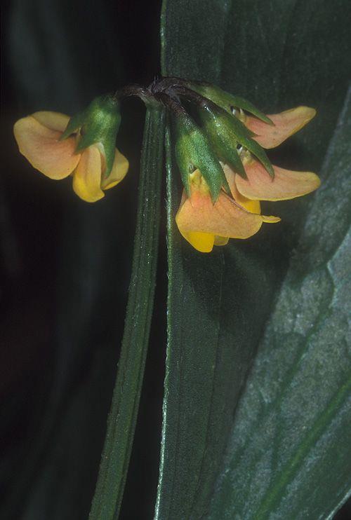 Scorpiurus muricatus - Two-flowered Caterpillar, Many-flowered Scorpiurus, Prickly Scorpion's-tail, Prickly Caterpillars, זנב-עקרב שיכני