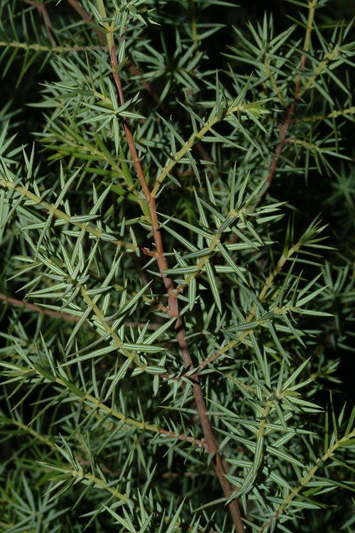 Juniperus macrocarpa - Large-fruited Juniper, Maritime Juniper, ערער ארזי תת-מין גדול-פרי, ערער גדול-ענבות, ערער ארזי תת-מין גדול-פרי
