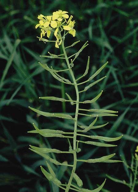 Sinapis alba - White Mustard, חרדל לבן