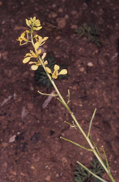 Sinapis arvensis - Charlock Mustard, Field Mustard, Wild Mustard, חרדל השדה
