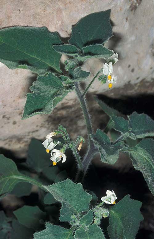 Solanum villosum - Woolly Nightshade, Hairy Nightshade, סולנום שעיר, סולנום שעיר