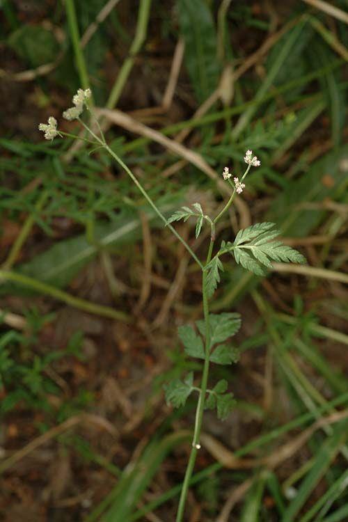 Torilis arvensis - Field Hedge-parsely, Spreading Hedge-parsely, גזיר מזיק