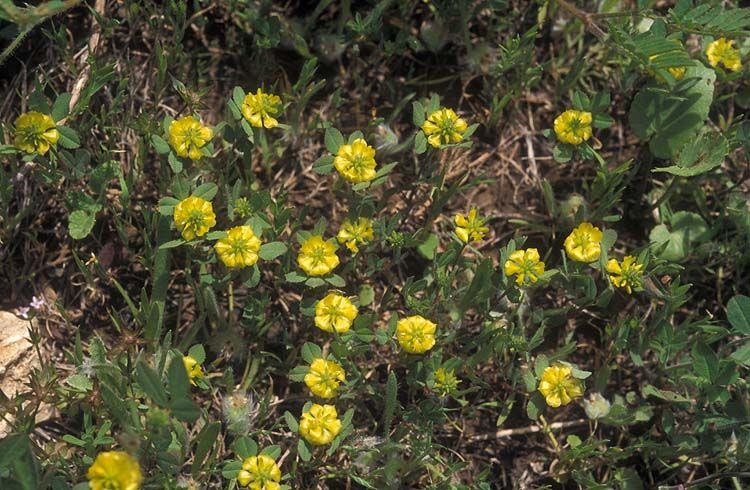Trifolium campestre - Hop Trefoil, Low Hop Clover, תלתן חקלאי, תלתן חקלאי