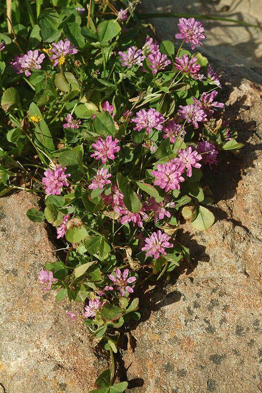 Trifolium resupinatum - Reversed Clover, Reversed Trefoil, Persian Clover , תלתן הפוך, תלתן הפוך