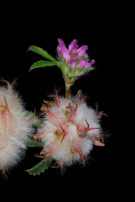 Trifolium tomentosum - Wooly Clover, Wooly Trefoil, תלתן לביד, תלתן לביד