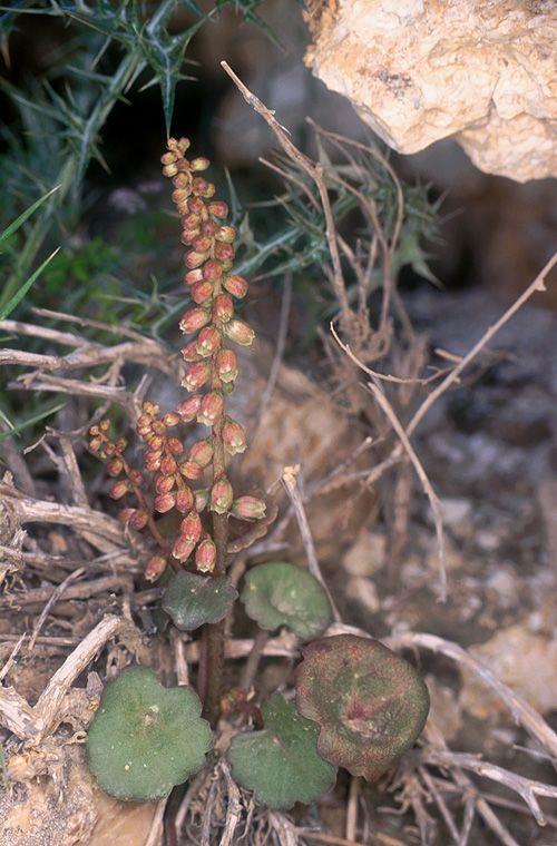 Umbilicus intermedius - Common Pennywort, Intermediate Navelwort, טבורית נטויה