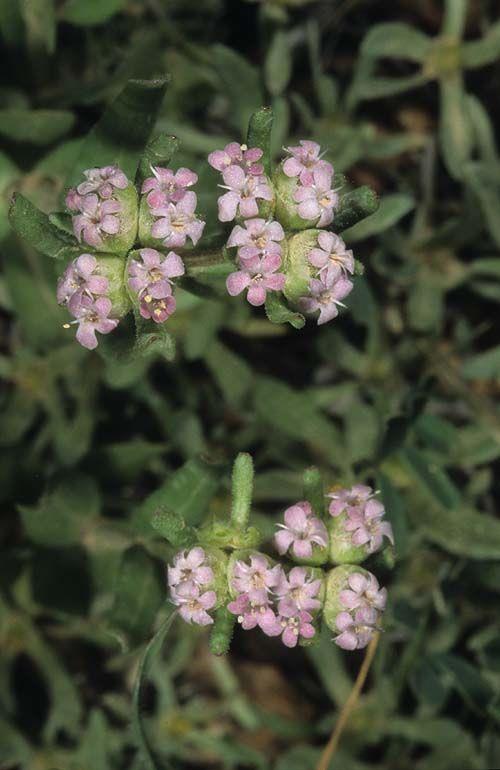 Valerianella vesicaria - Bladder Cornsalad, ולרינית משולחפת, ולריינית משולחפת
