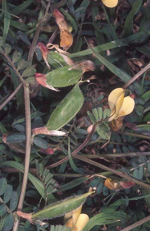 Vicia hybrida - Hairy Yellow Vetch, Hybrid Vetch, בקיית הכלאיים, בקיית הכלאיים