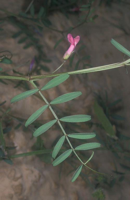Vicia monantha - Barn Vetch, Hard Vetch, Single-flowered Vetch , בקיה מדורבנת, בקיה מדורבנת