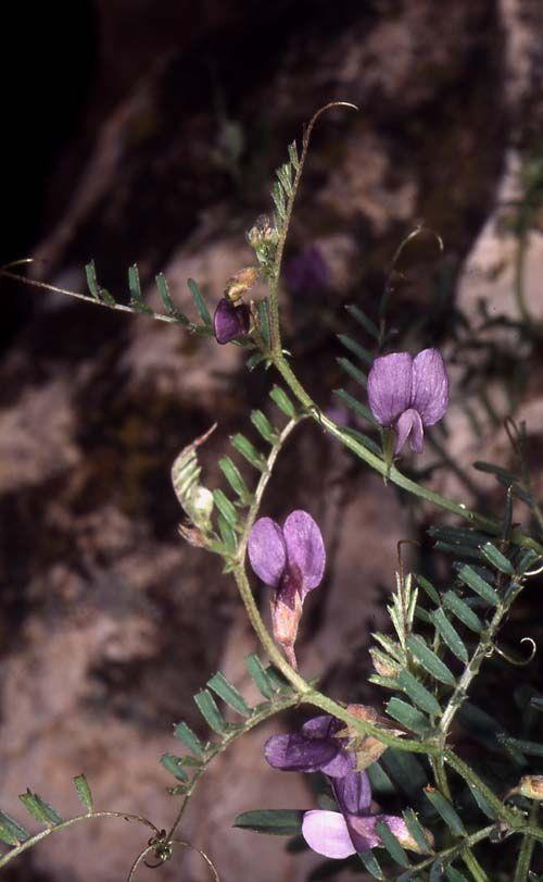 Vicia peregrina - Broad-podded Vetch, Rambling Vetch,  Wandering Vetch, בקיה מצויה, בקיה מצויה