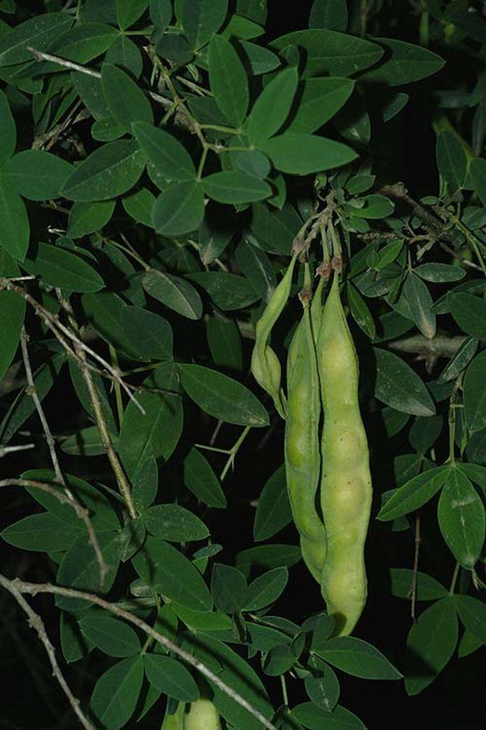 Anagyris foetida - Stinking Bean Trefoil, Stinking Wood, Mediterranean Stinkbush, צחנן מבאיש, צחנן מבאיש