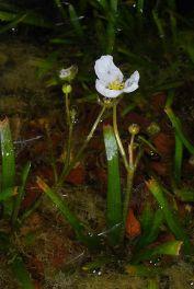 Alisma gramineum - Grass-leaved Water Plantain, Narrowleaf Water Plantain, Ribbonleaf Water Plantain, כף-צפרדע דגנית, כף-צפרדע דגנית