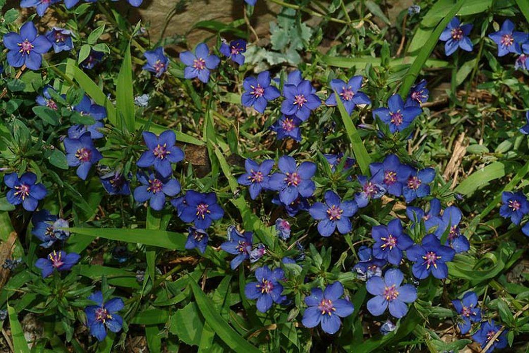 Anagallis monelli subsp. linifolia - Blue Pimpernel, מרגנית מונל תת-מין צר-עלה, מרגנית מונל תת-מין צר-עלה
