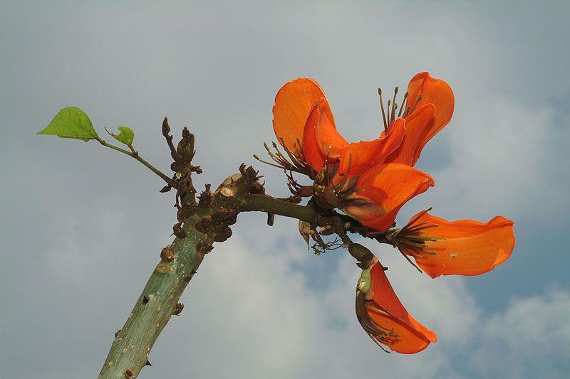 Erythrina caffra - Common Coral Tree, Lucky Bean Tree, Kaffir Boom, Transvaal Kafferboom, Kaffir Coral Tree, South African Coral Tree,, אלמוגן אפריקני, אלמוגן אפריקני, אלמוגן צר-פרחים