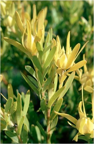 Leucadendron meridianum - אצחר דרומי, אצחר דרומי