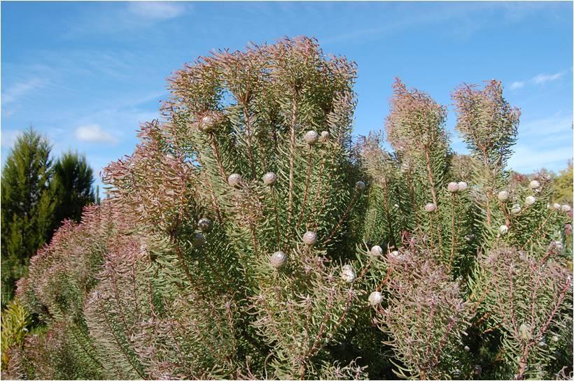 Leucadendron galpinii - Galpin's Coneflower, Hairless Sandveld Conebush , אצחר גלפין, אצחר גלפין