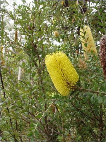Banksia praemorsa - Cut-leaf Banksia, בנקסיה מכורסמת, בנקסיה  מכורסמת, בנקסייה מכורסמת