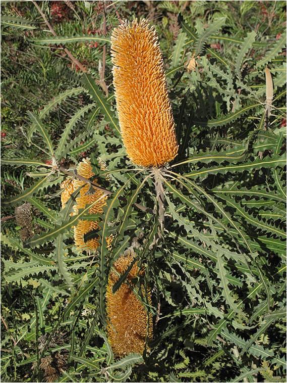 Banksia ashbyi - Ashby's Banksia, Orange Banksia, בנקסיית אשבי, בנקסיית אשבי