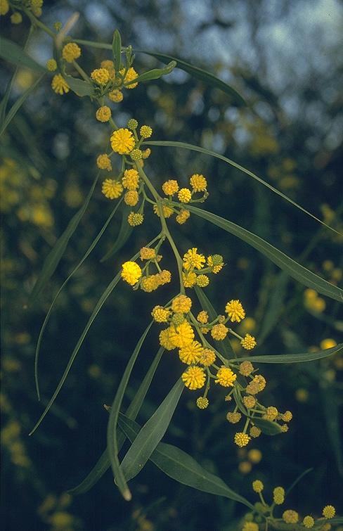 Acacia saligna - Golden Wreath Wattle, Orange Wattle, Blue-leafed Wattle, Western Australian Golden Wattle, Port Jackson , שיטה כחלחלה, שיטה כחלחלה