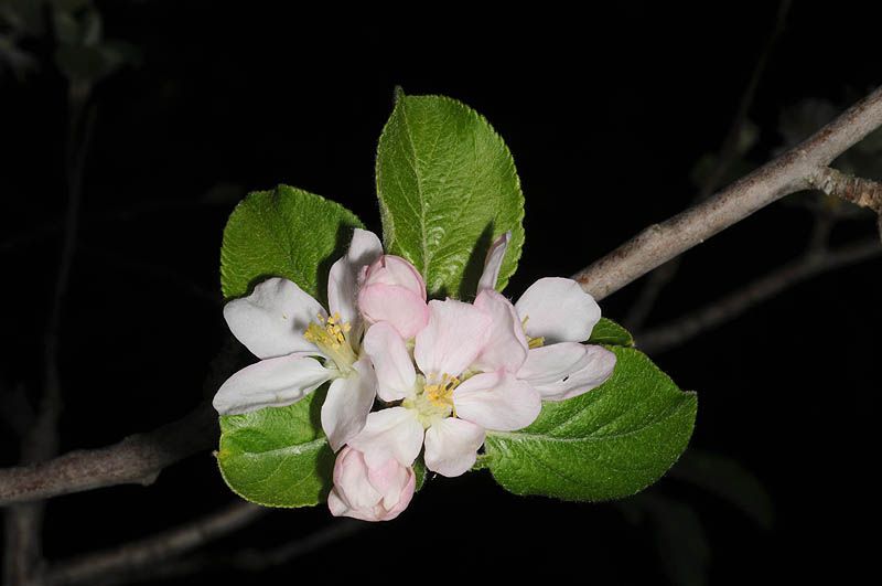 Malus orientalis - Oriental Wild Apple, תפוח מזרחי, תפוח מזרחי