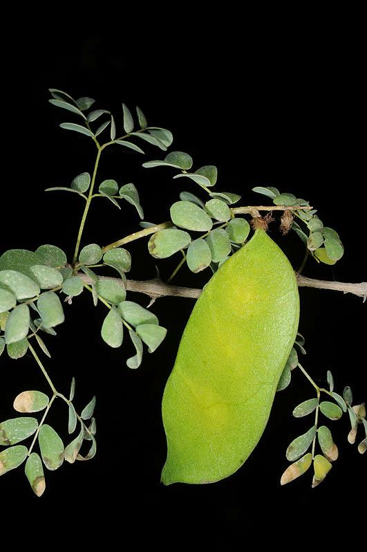 Senegalia laeta - Gay Acacia, שיטה רעננה, שיטה רעננה