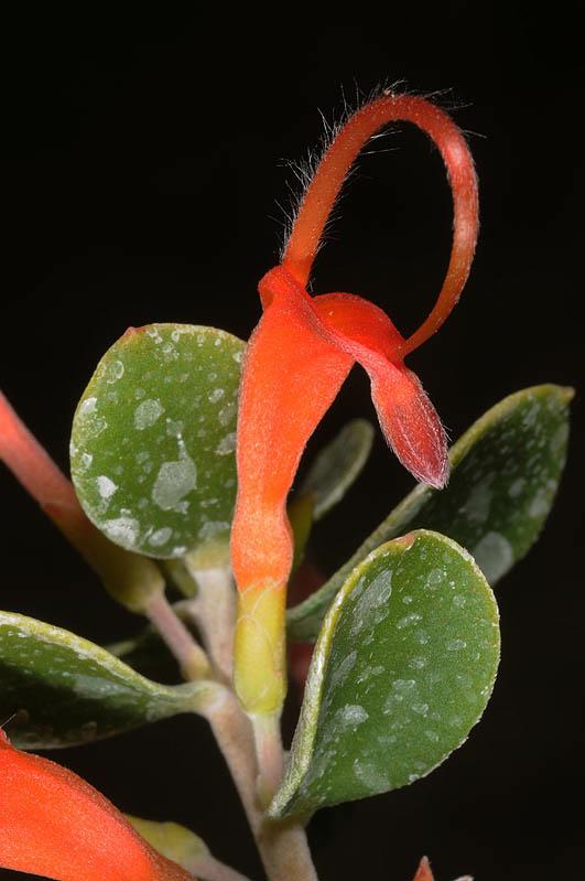 Adenanthos obovatus - Basket Flower, Jugflower