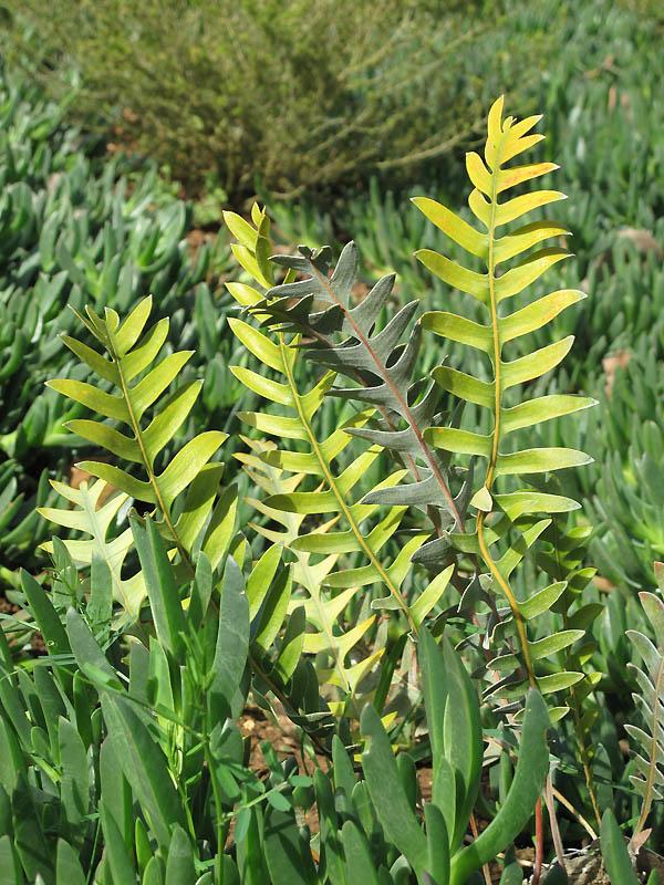 Banksia blechnifolia - בנקסיה שרכנית, בנקסיה שרכנית