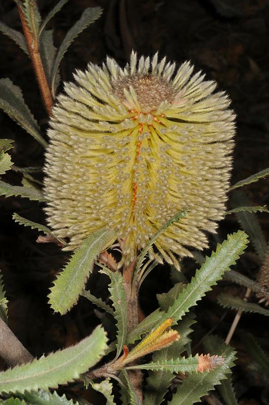 Banksia ornata - Desert Banksia, בנקסיה עטורה, בנקסיה  עטורה, בנקסייה עטורה