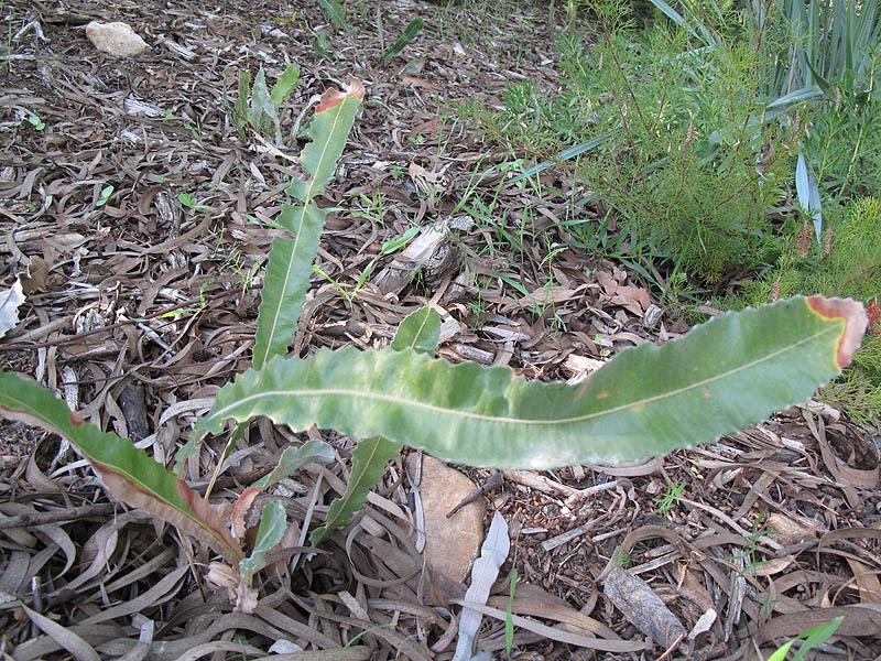 Banksia petiolaris - בנקסיה עלוונית, בנקסיה עלוונית