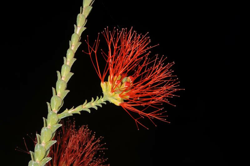Beaufortia squarrosa - Puno, Sand Bottlebrush, Sand Flameflower, בופורטיה פרועה, בופורטיה פרועה