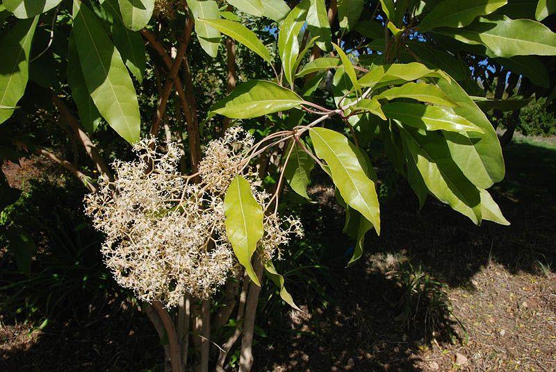 Nuxia floribunda - Forest Elder, Forest Nuxia, Wild Elder, נוקסיה רבת-פרחים, נוקסיה פרחונית