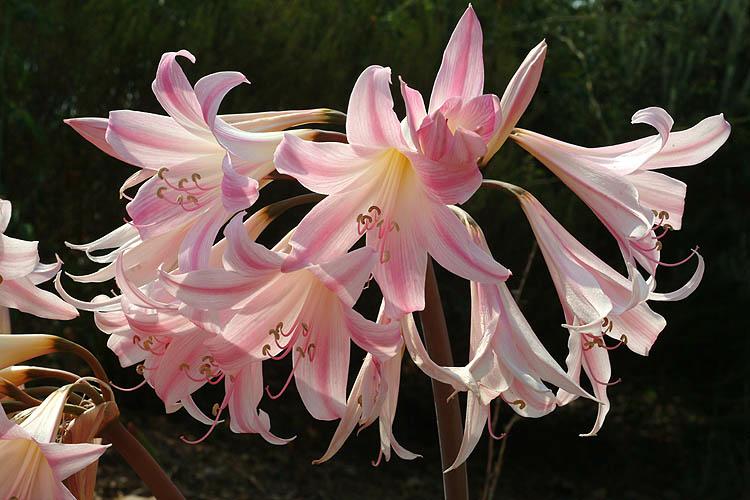 Amaryllis belladonna - Belladonna Lily, March Lily, Naked Lady, אמריליס יפהפה, אמריליס יפהפה