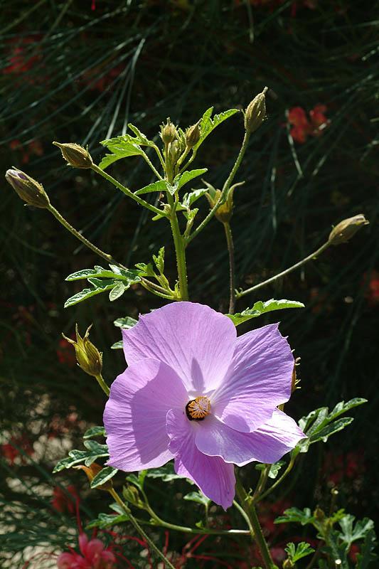 Alyogyne huegelii - Lilac Hibiscus, כחלילן היגל, אליגיינה היגל, כחלילן היגל