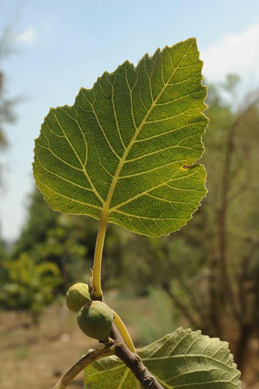 Ficus palmata - False Sycomore Fig, פיקוס בת-שקמה