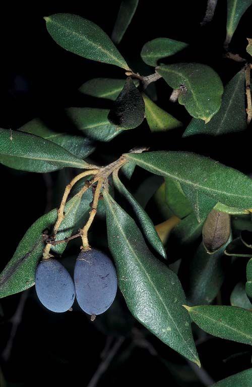 Olea europaea subsp. cuspidata - Wild African Olive,  Iron Tree, Indian Olive, זית אירופי תת-מין אפריקני, זית אפריקני, זית אירופי תת-מין אפריקני