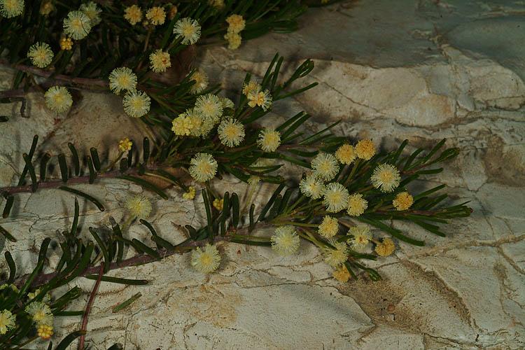 Acacia ligulata 'Prostrata' - שיטה לשונית 'שרועה', שיטה לשונית 'שרועה'