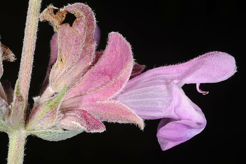 Salvia hydrangea