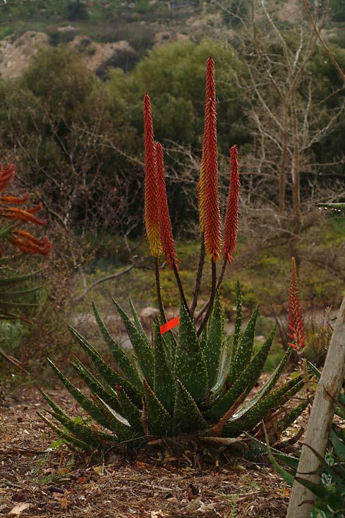 Aloe aculeata - Red Hot Poker Aloe, אלווי קוצני, אלווי קוצני